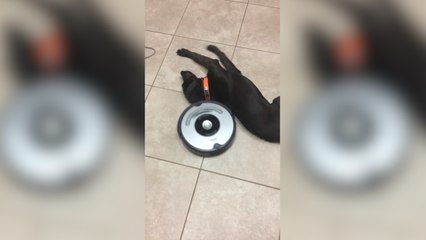 Chien VS robot aspirateur
