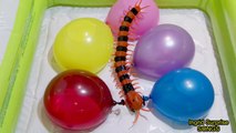 5 Mega Wet Balloons - Learn Colours with SCOLOPENDRA Insects, Finger Nursery Rhymes compilation