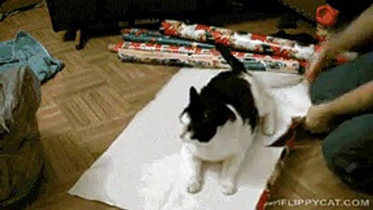 chat mignon