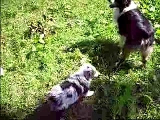 cadence la pile électrique