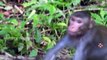 Real Monkey For Kids || Monkey In Forest || Funny Monkey