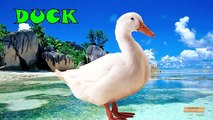 Learn Domestic Animals Sounds For Children - Learning Wild Animals Names - Nursery Rhymes