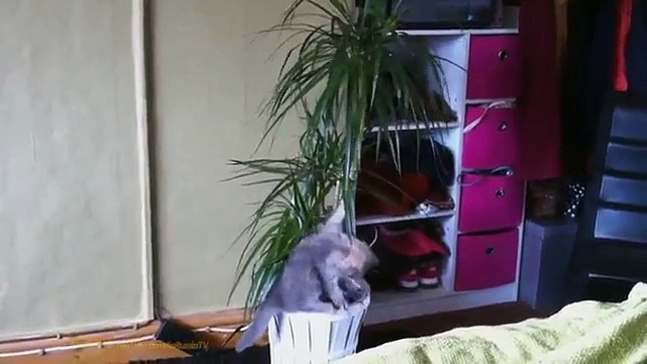 funny cats
