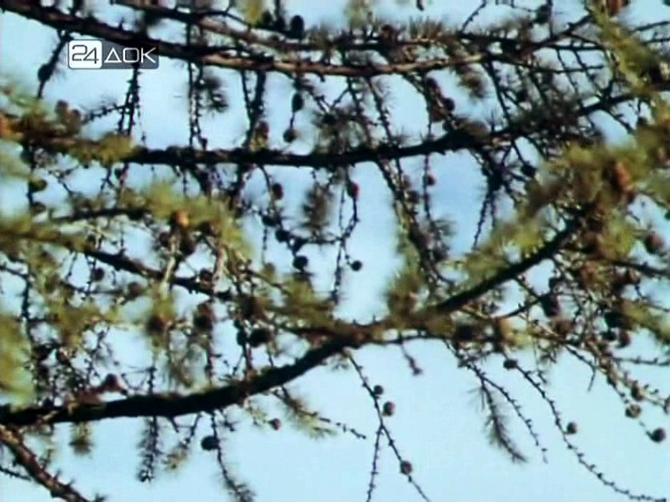 А кругом тундра