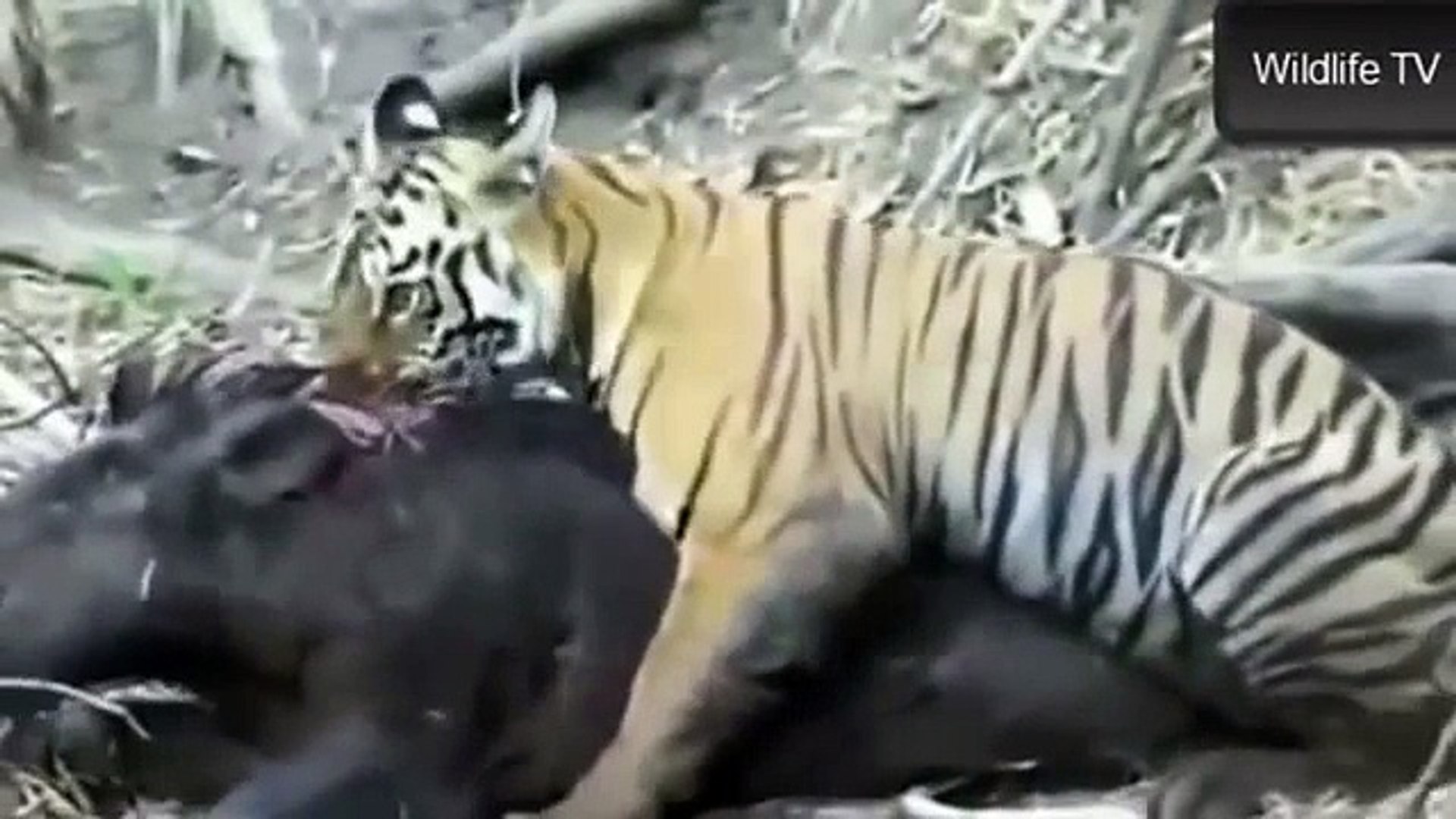 ⁣Best Wild Animals Fights 2014 Tiger Cub Attacks Huge Wild Boar Animals Fighting by Animal Fights