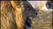 Lion vs Jaguar Fight | Animal Attacks Lion and Jaguar by Wild Animals