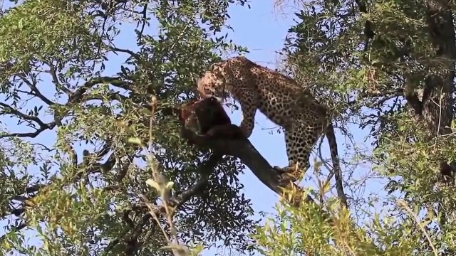 Leopard vs Wild Boar Compilation HD Wild Animal Fights 2015 by Wild Animals