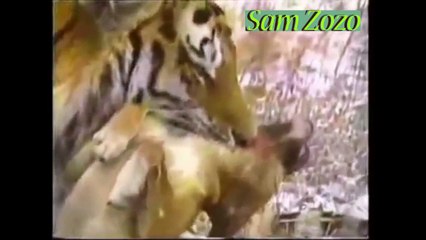 Wild animals hunting dog. Pit bull vs tiger. Leopard attack guard dogs. Mountain lion vs dog. by Chacal