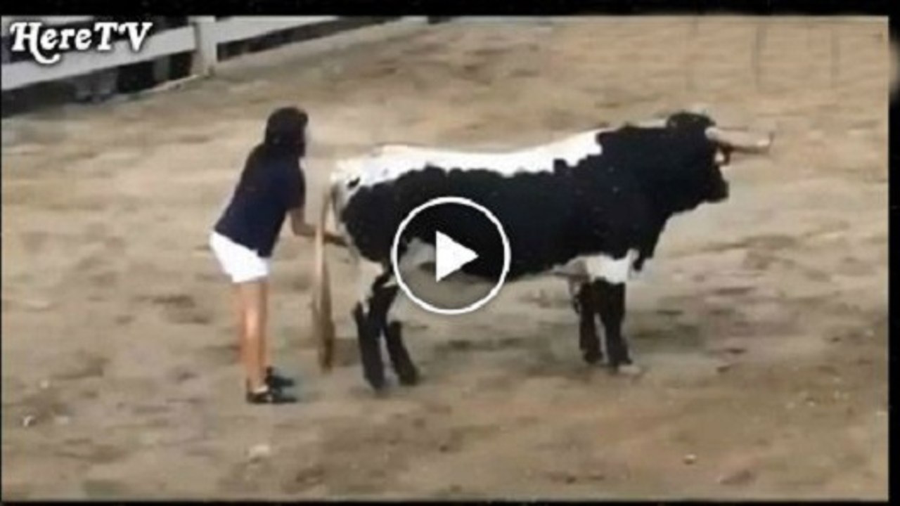 Funny Bull Fighting