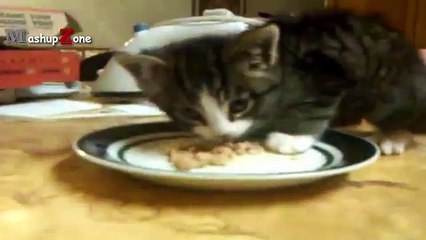 Funny Cats And Kittens Who Dont Want To Share Their Food Compilation [BEST OF]