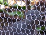 De Vogels Achter Tralies - The Birds Behind Bars