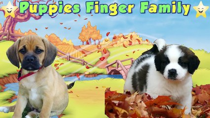 Puppies Dogs - Finger Family Song Collection - Nursery Rhymes Baby Dogs Finger Family for Kids