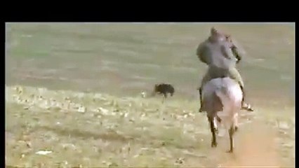 Outstanding DOG AND RABBIT RACE. I never Seen it before