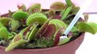 Carnivorous Plant eats egg - Venus flytrap snaps shut during feeding! - demo