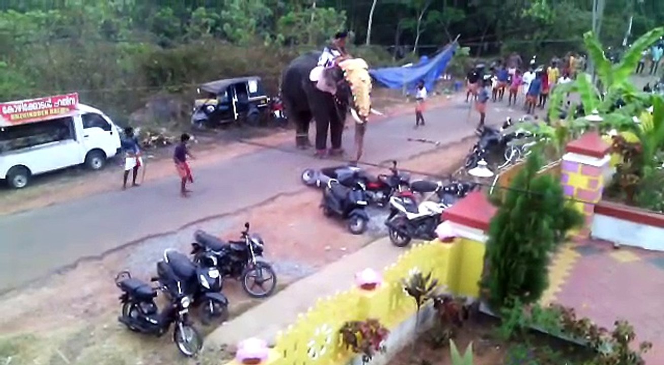 Elephant Got Mad....