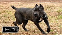 En Güçlü Köpekler ; BÖLÜM 10 ►► CANE CORSO İTALİANO , tehlikeli, ölümcül ve yasaklı köpekler