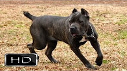 En Güçlü Köpekler ; BÖLÜM 10 ►► CANE CORSO İTALİANO , tehlikeli, ölümcül ve yasaklı köpekler