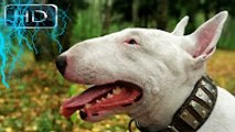 En Güçlü Köpekler  BÖLÜM 6 ►► BULL TERRİER !!! , strongest dogs, tehlikeli köpekler