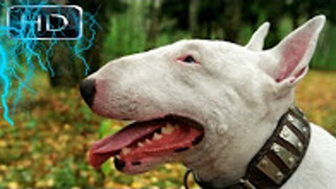 En Güçlü Köpekler  BÖLÜM 6 ►► BULL TERRİER !!! , strongest dogs, tehlikeli köpekler