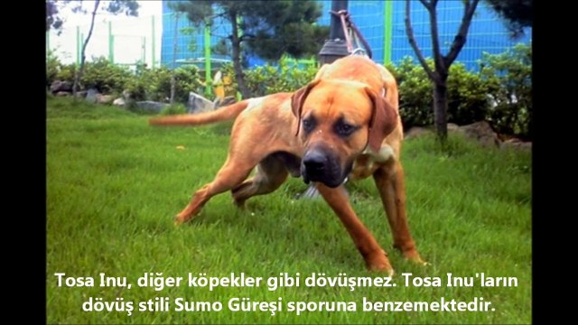 En Güçlü Köpekler BÖLÜM 8 ►► TOSA İNU !!!, strongest dogs, tehlikeli ve yasaklı köpekler