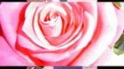 DAS ROSAS