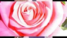 DAS ROSAS