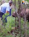 This baby rhino was found orphaned and shot by poachers _ Incredible moment