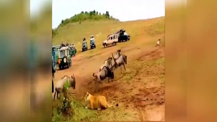 Animal Hunt | Food Chase | Lion and Lioness | Husband and wife | Trending Viral Video