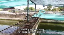 BREAKING & GRAPHIC  Crocodiles are cut open & have metal rods rammed
