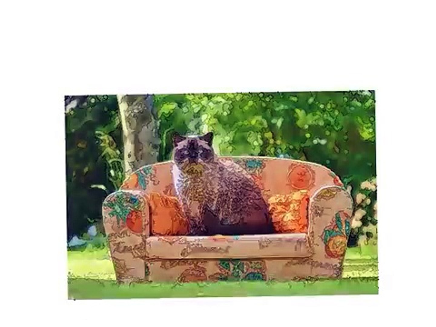 Britisch Kurzhaar Alle Infos über Zucht Pflege Und Fütterung