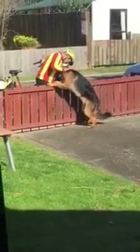 Ce chien réserve un accueil particulier au facteur. Adorable