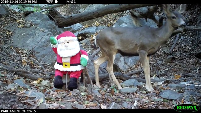 Papa Noël rencontre des animaux sauvages :)