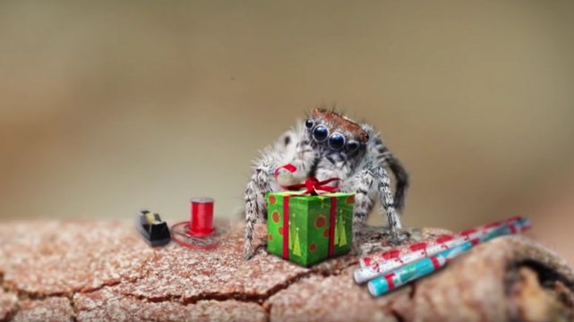 Des araignées sauteuses fêtent Noël