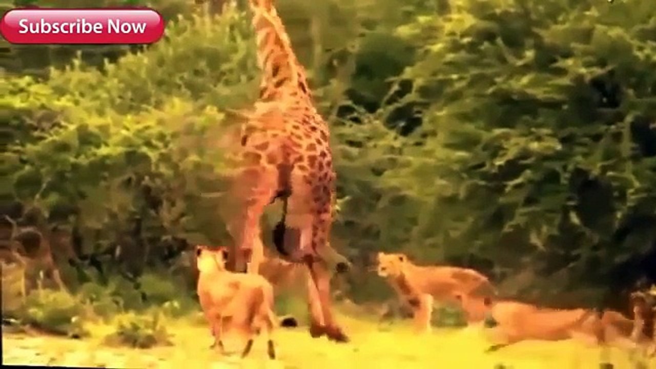 Most Amazing Wild Animal Attacks Big Battle Animals Fight,Lion,Giraffe,Giant Anaconda,Dog