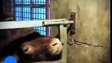 Funny! Lovely animals