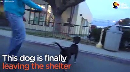 This dog just got adopted — and he CANNOT believe it