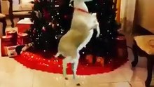 YESSSS!!!! Dale  me gusta  si estas listo para La Navidad