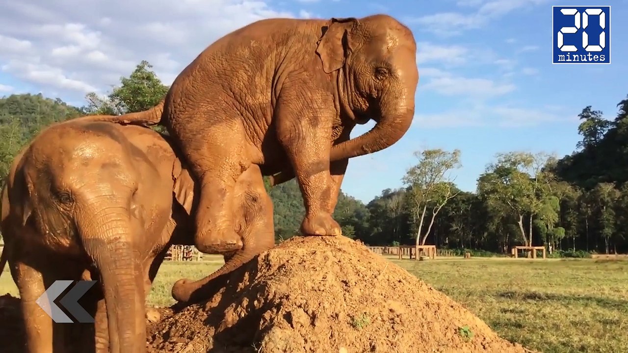 La Vengeance de l'Eléphant