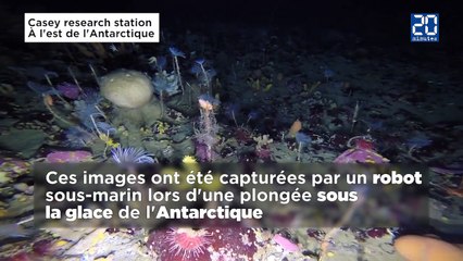 Le Monde sous la Banquise