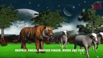 Gorilla Vs Tiger Animal Sounds Finger Family | Nursery rhymes | English Nursery Rhymes