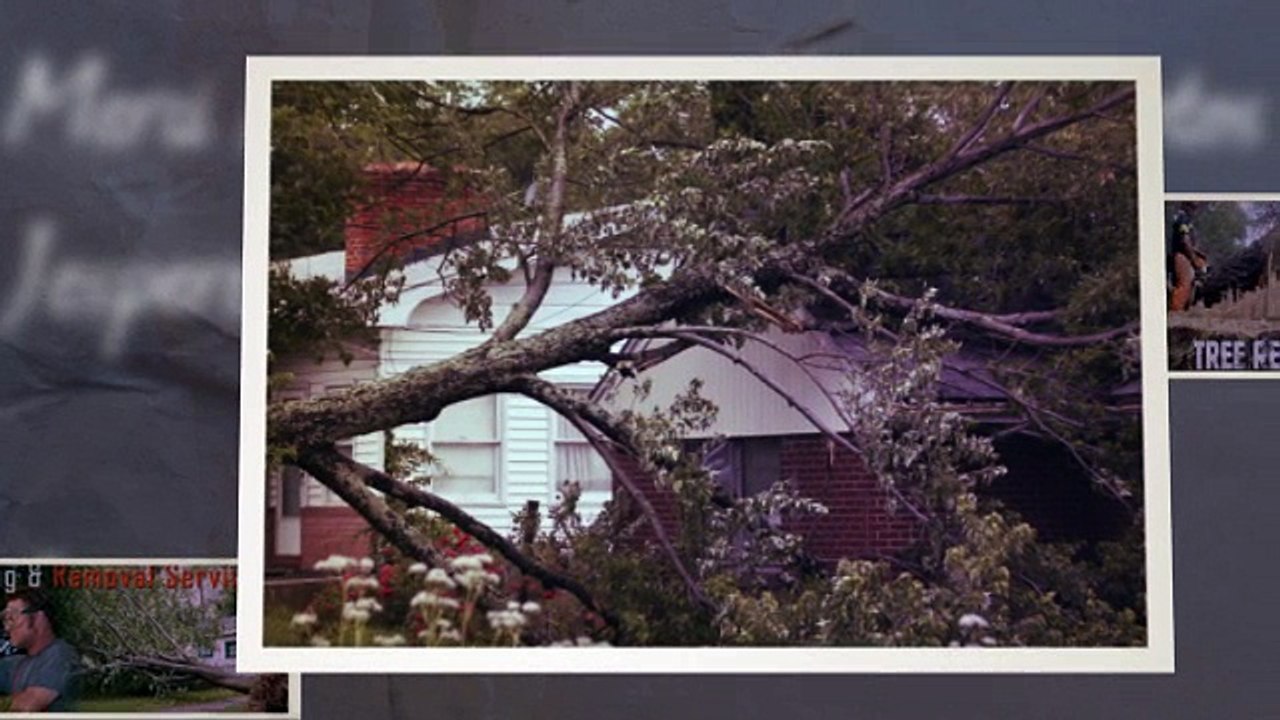 Merrifield Tree Removal | best tree removal Services