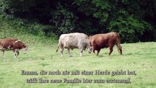 Sauvetage vache laitière