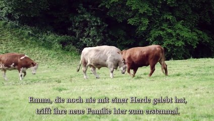 Sauvetage vache laitière