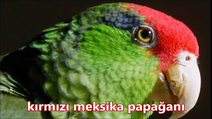 10 çeşit egzotik kuş sesi