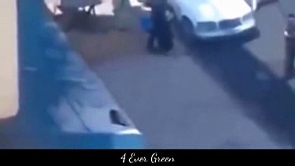 animals dogs dangerous _8
