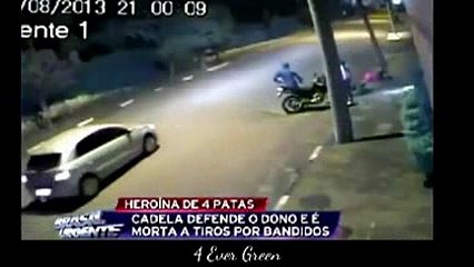 animals dogs dangerous _9