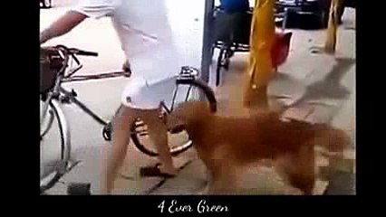 animals dogs dangerous _10