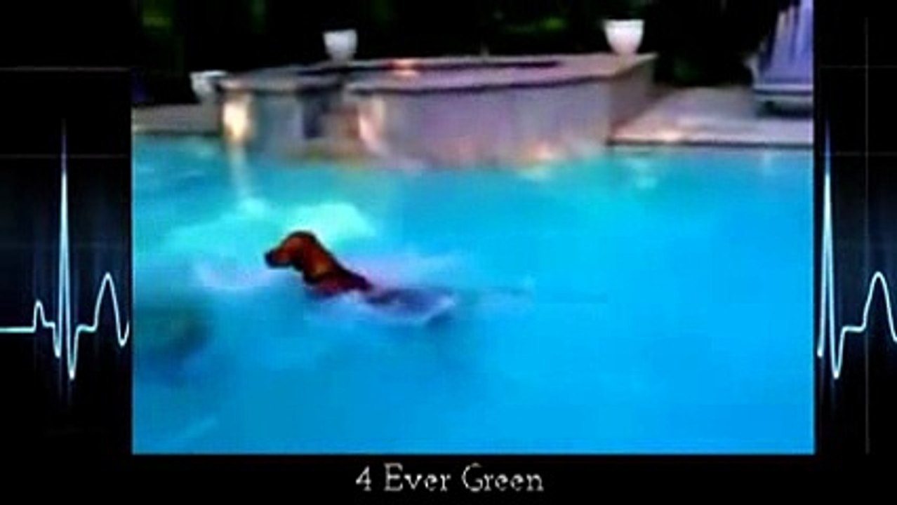animals dogs dangerous _11