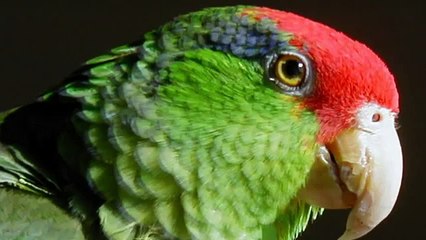 kırmızı meksika papağanı sesi