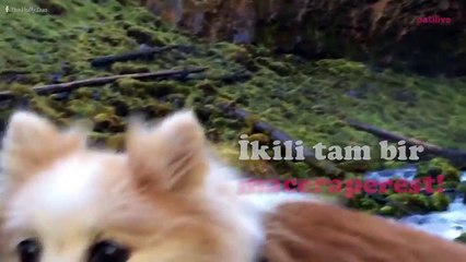 Doğuştan görme engelli Hoshi ve onun yol arkadaşı Zen